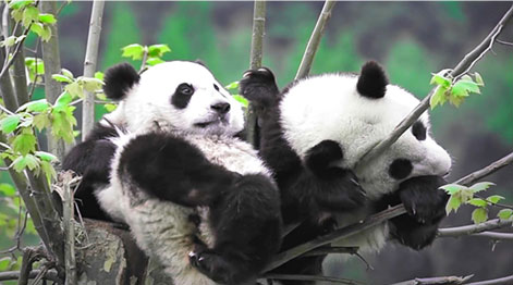 重建生命廊道与生态修复，推进大熊猫栖息地修复