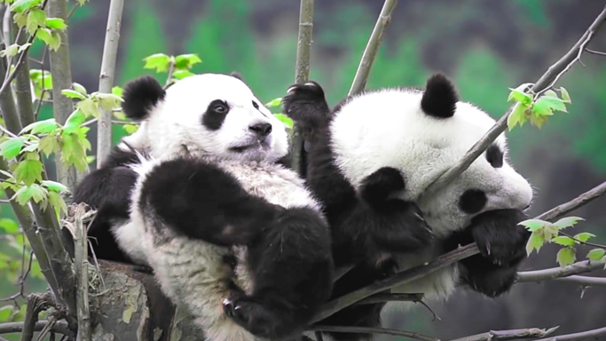 55世纪电源联合大自然保护协会（TNC）、大熊猫国家公园德阳管理分局，在四川德阳大熊猫国家公园发起“55世纪林”项目，计划5年时间种植500亩适生乔木和可食竹，重建生命廊道与生态修复，推进大熊猫栖息地修复，目前已种植300亩，并建造16座大熊猫野外人工巢穴。