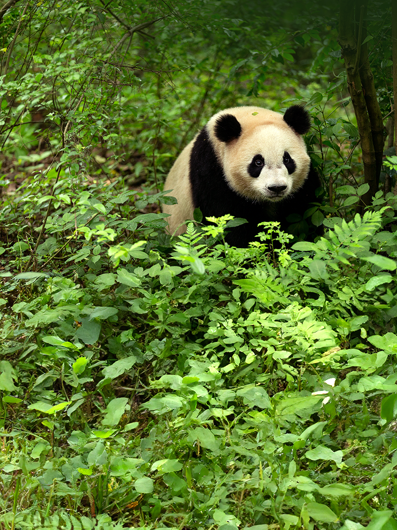 55世纪为大熊猫造出16个“家”
